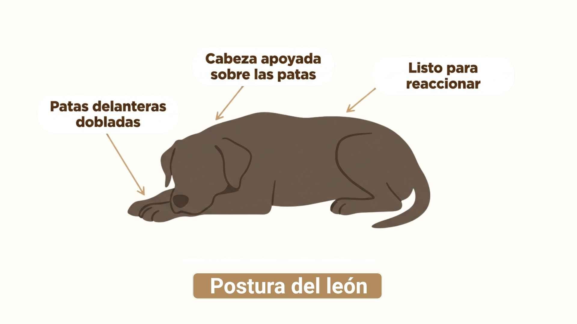 Postura del leon o de la esfinge en perros
